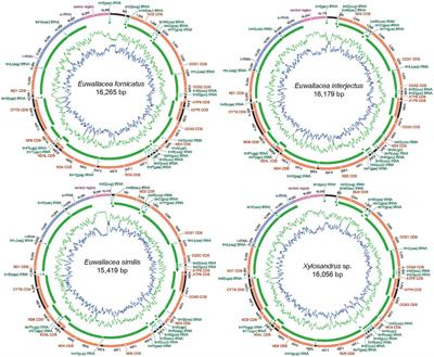 Characterization, comparative analyses, and phylogenetic implications of mitochondrial genomes among bark and ambrosia beetles (Coleoptera: Curculionidae, Scolytinae)